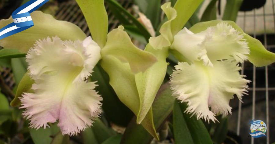La Flor Nacional de Honduras la orquídea Rhyncholaelia Digbyana